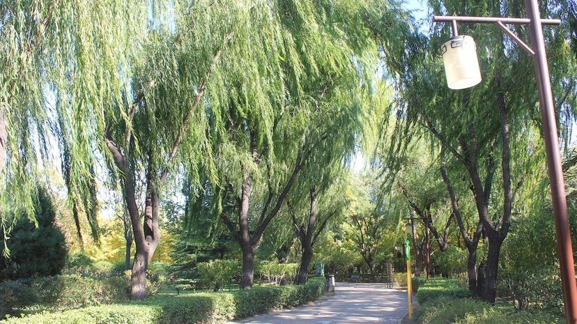古塔公园场地图片